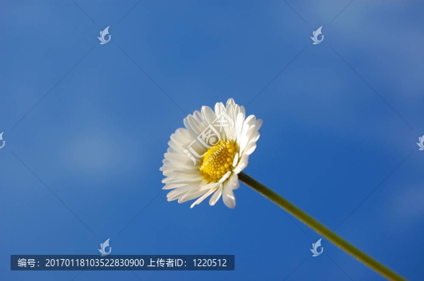 藍(lán)天下的菊花
