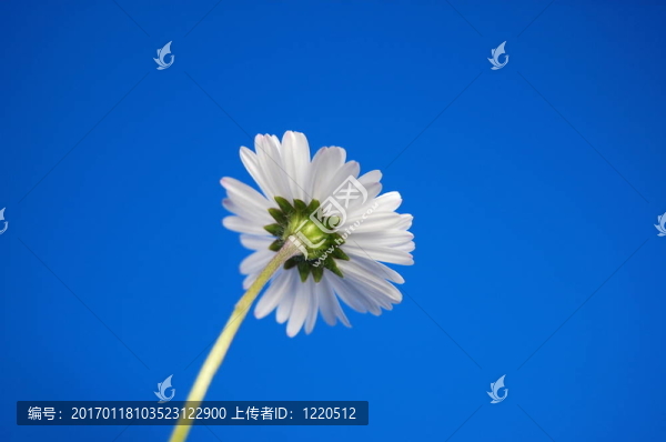 藍(lán)天下的菊花