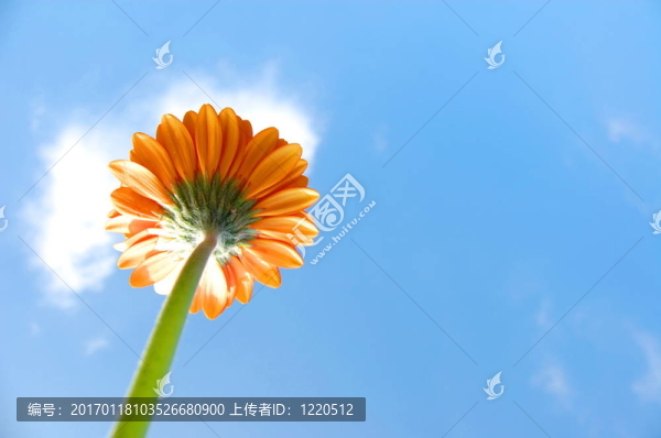 非洲菊雛菊