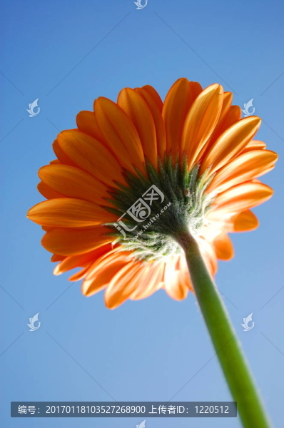 非洲菊雛菊