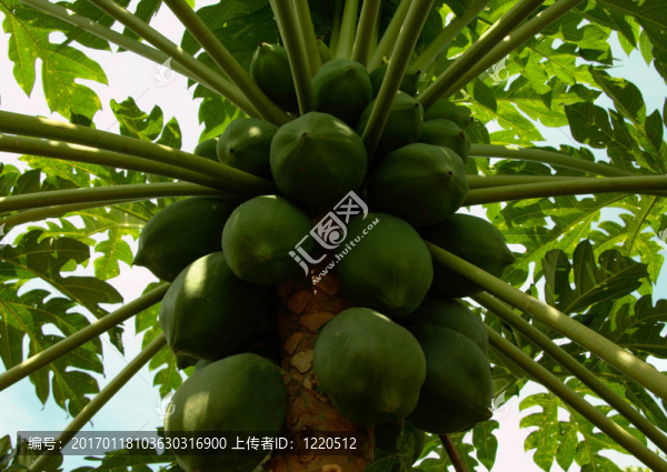 生育