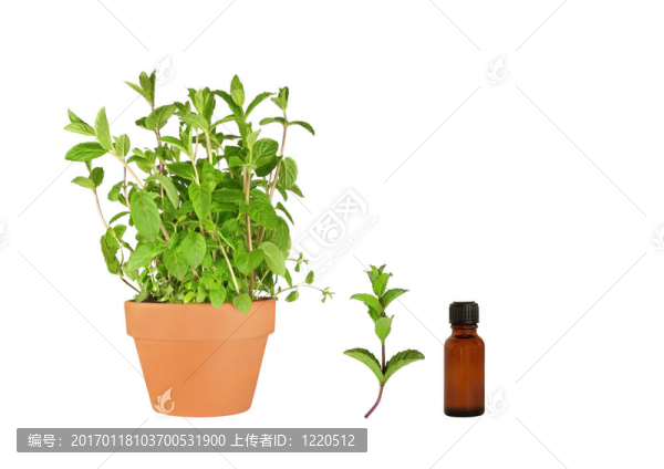 香草薄荷