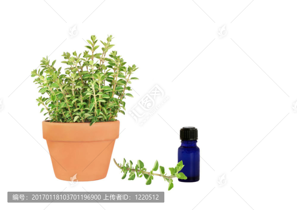 中藥牛至