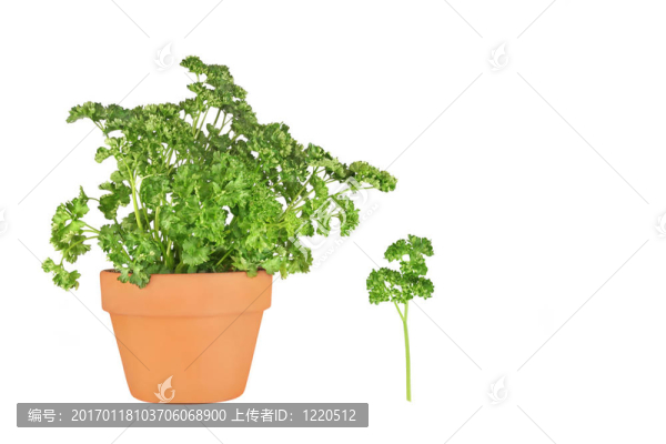 新鮮歐芹