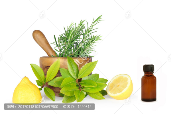 迷迭香和月桂葉草本植物