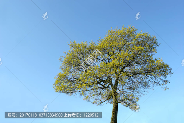 樹在夏天