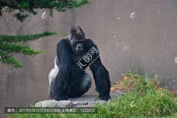 西部低地大猩猩
