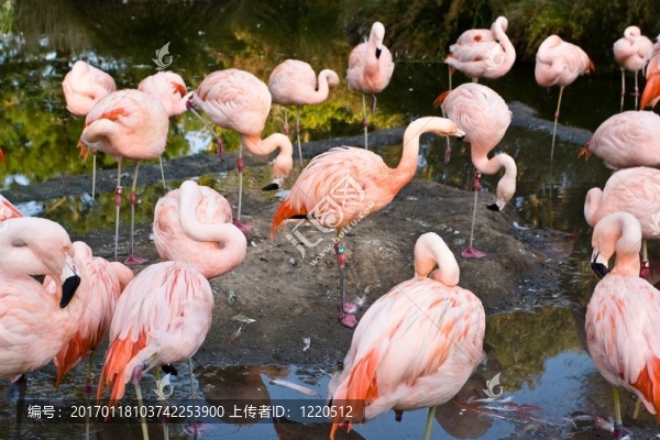 智利火烈鳥