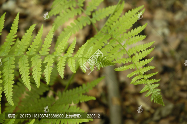 Fern離開(kāi)法國(guó)森林