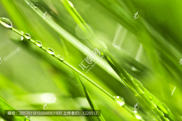 草綠色的背景