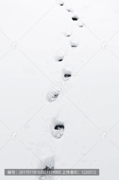 雪中的腳印