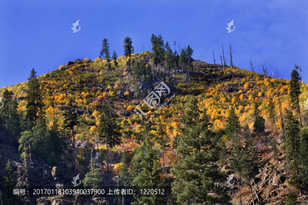 黃樹山秋天的顏色，史蒂文斯通過沃斯華盛頓；10月10日；2008