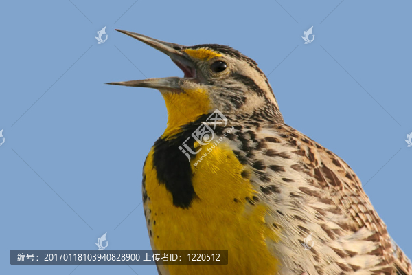 鳥唱歌（草地）