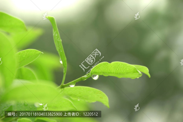 雨后茶
