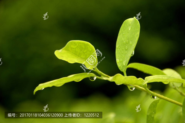 茶和雨滴