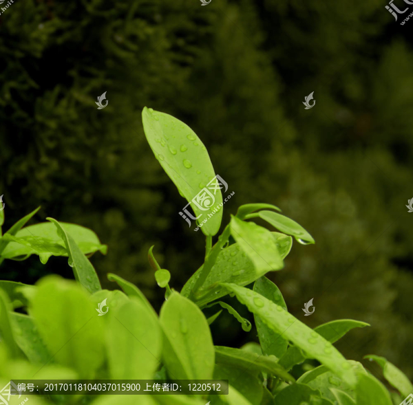 雨中的茶