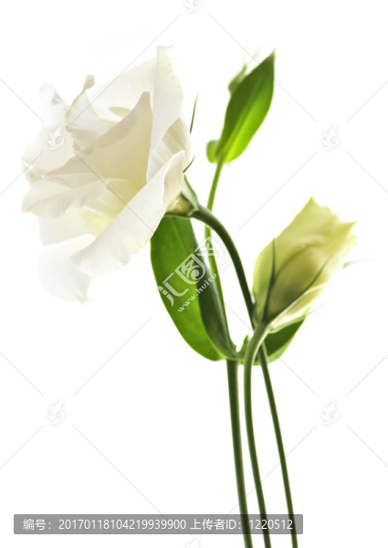 孤立的白色的花