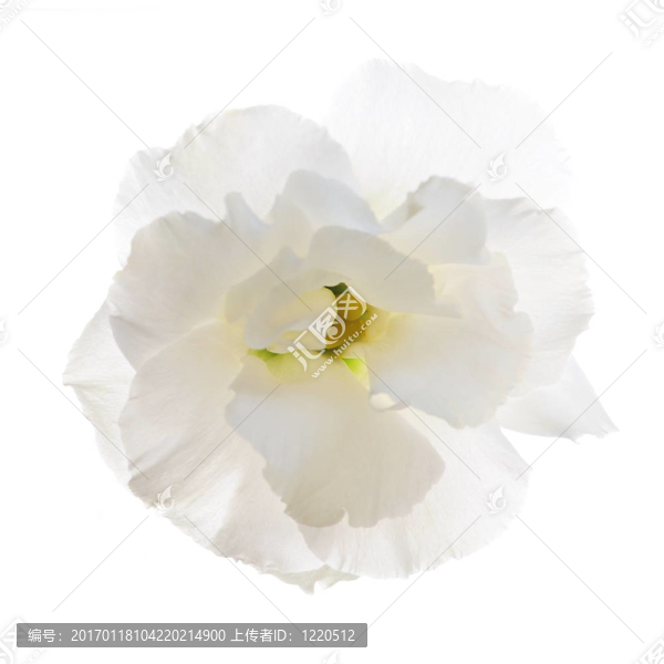 孤立的白色的花