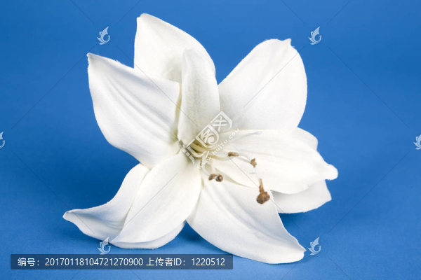 人工莉莉