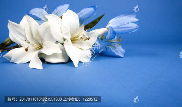 人工莉莉