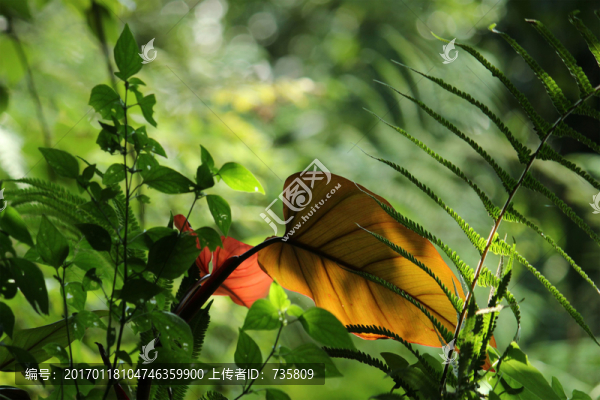 野草