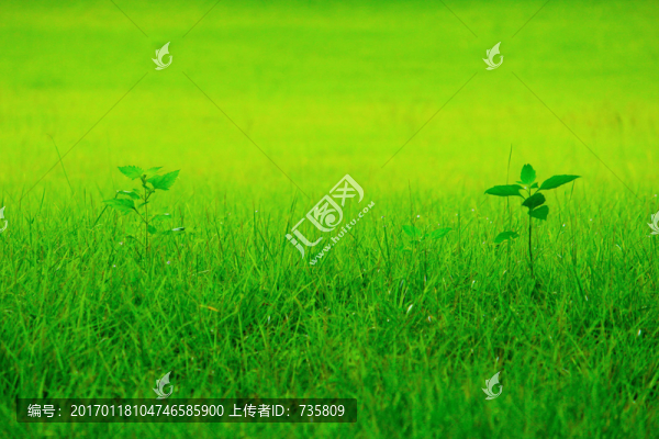 綠色草地