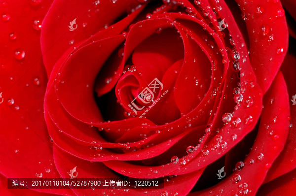 紅玫瑰與水滴
