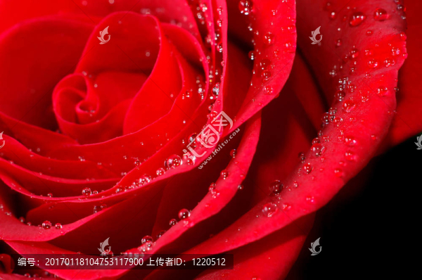 紅玫瑰與水滴
