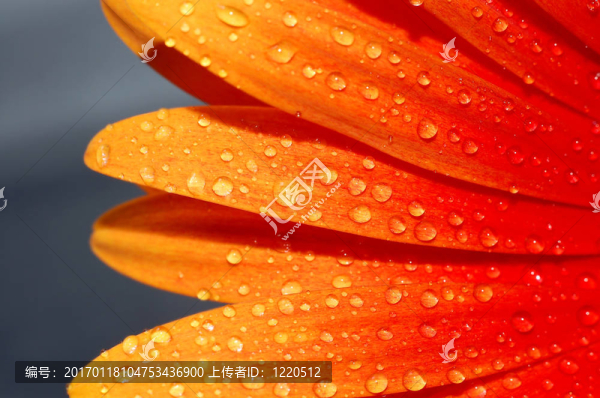 一個格柏雛菊宏