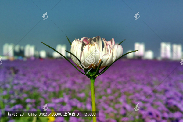 花海一朵花