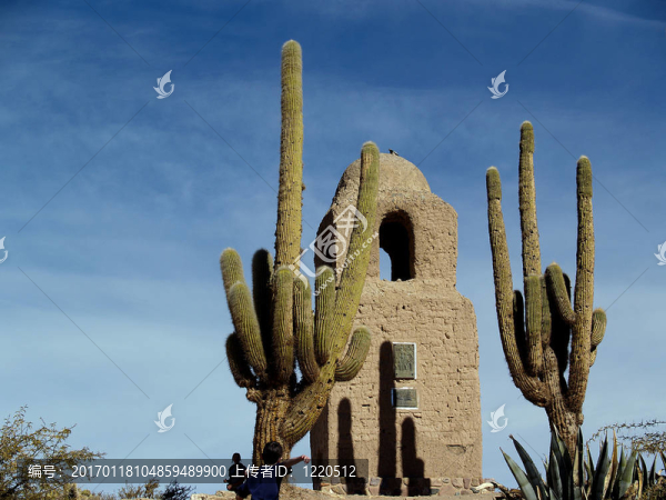 仙人掌和看風景