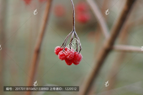 冷冰冰的箭木