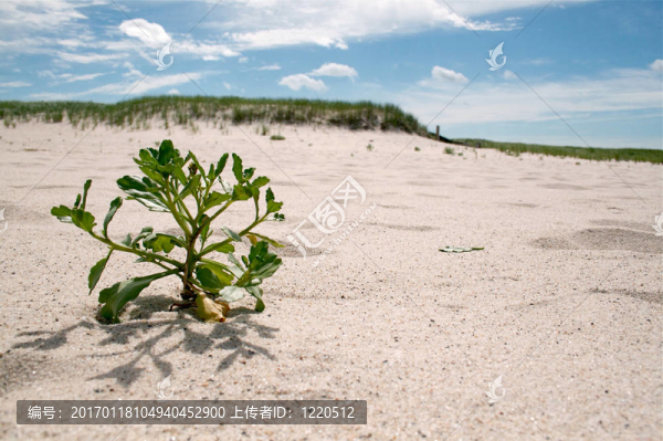 一個科德角海灘和植物
