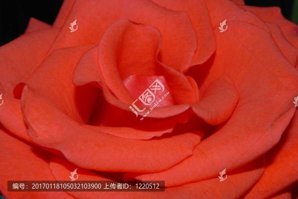 紅玫瑰