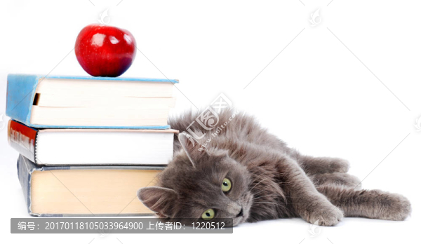 貓的書