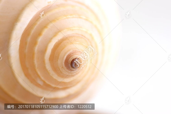 海貝殼