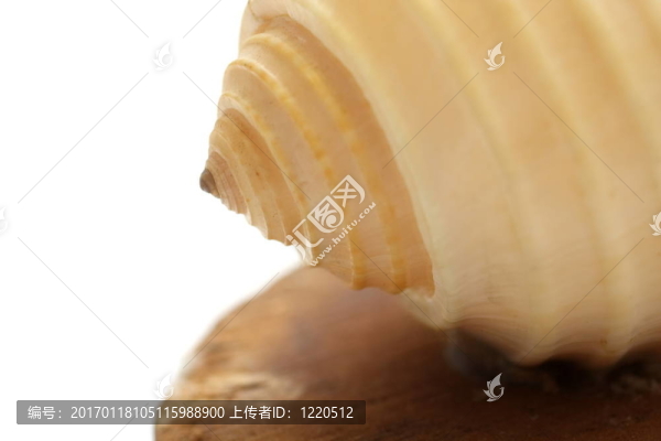 海貝殼