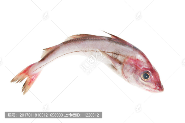 黑線鱈白