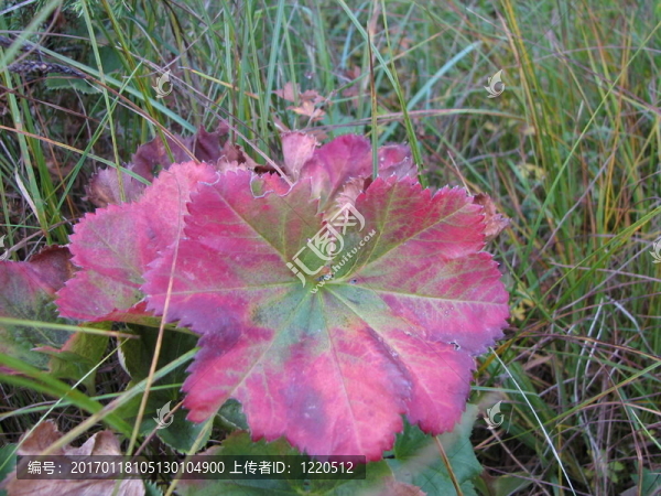 粉紅色的葉子。