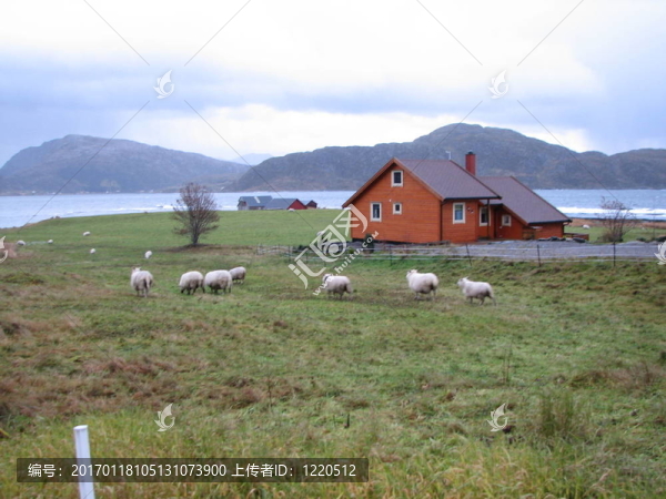 在現(xiàn)場的羊