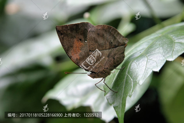 葉蝶