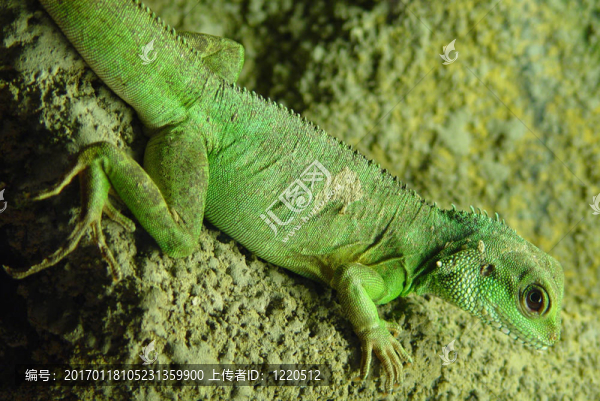 綠蜥蜴