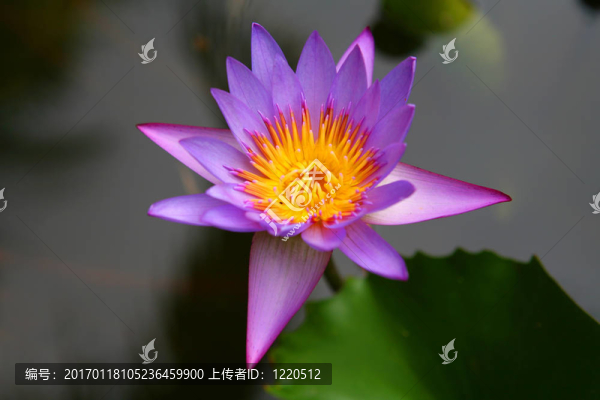 莉莉