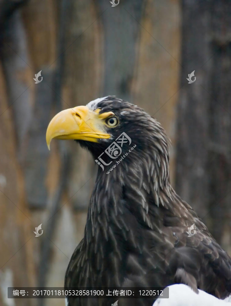 布拉格動物園大鷹黃喙