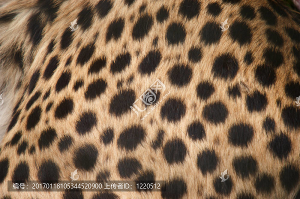 獵豹