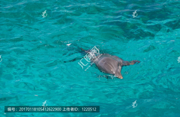 海豚在海里游泳