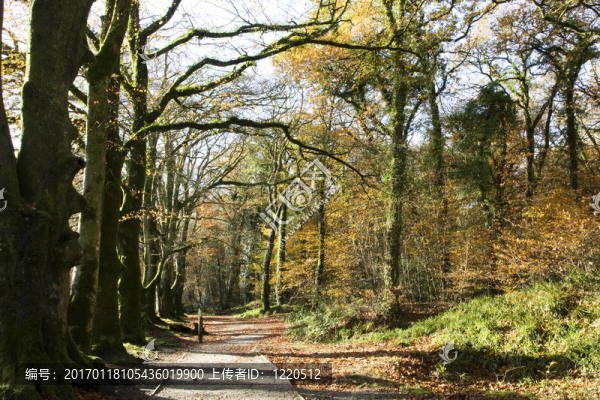 人行道上的樹(shù)-匯圖網(wǎng) www.fosd68.com 人行道上的樹(shù)
