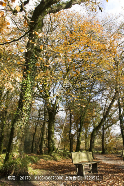 林的座位-匯圖網(wǎng) www.fosd68.com 林的座位