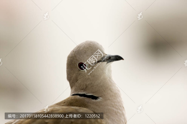 靠近頭上