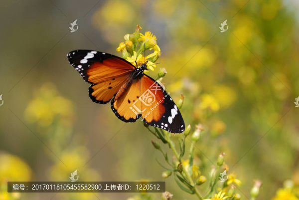 帝王蝶-匯圖網(wǎng) www.fosd68.com 帝王蝶